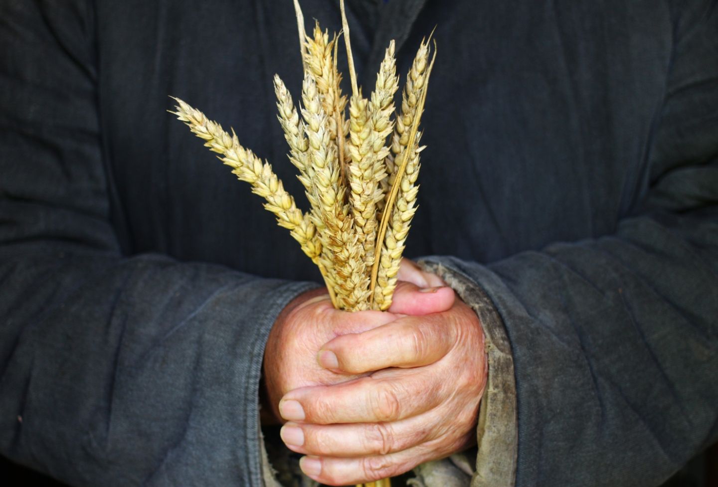 Person holding wheat